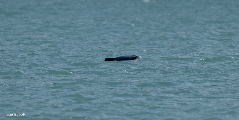 SailGP NZL Dolphin